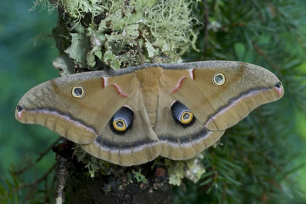 Sammamish, Washington silk moth Antheraea polyphemus from North America