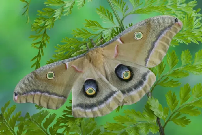 Framed Print : Sammamish, Washington silk moth Antheraea polyphemus from North America Framed Print : Sammamish, Washington silk moth Antheraea polyphemus from North America