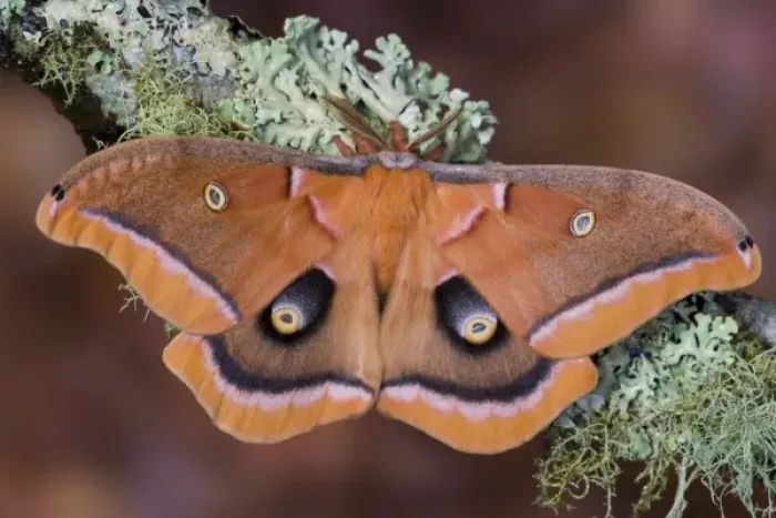 Framed Print : Sammamish, Washington silk moth Antheraea polyphemus from North America