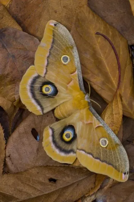 Framed Print : Sammamish, Washington silk moth Antheraea polyphemus from North America Framed Print : Sammamish, Washington silk moth Antheraea polyphemus from North America