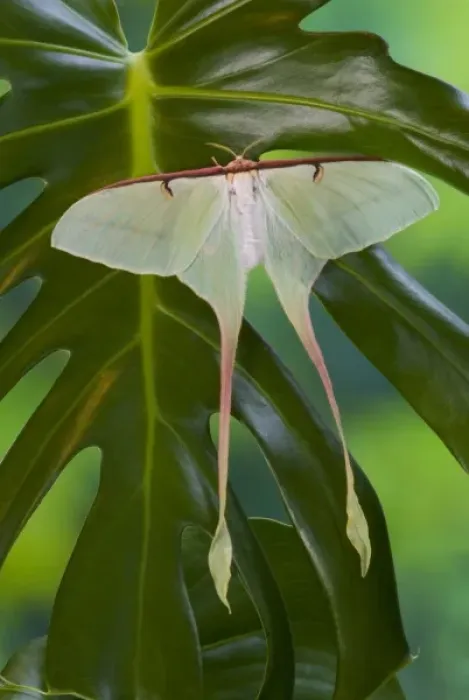 Framed Print : Sammamish, Washington Silk Moth from China Actias dubernardi female with her long tail Framed Print : Sammamish, Washington Silk Moth from China Actias dubernardi female with her long tail