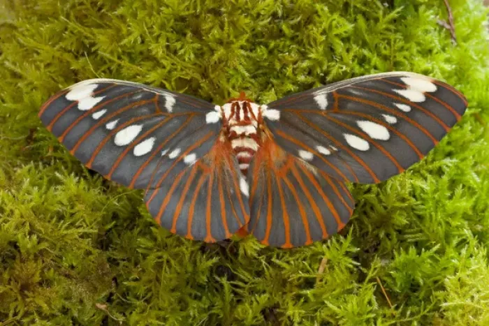 Framed Print : Sammamish, Washington silk moth Citheronia regalis