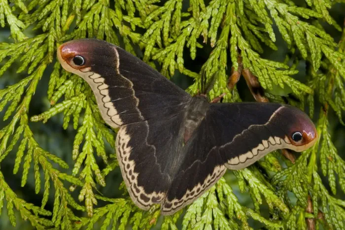 Framed Print : Sammamish, Washington silkmoth from North America, Callosamia promethea -male Framed Print : Sammamish, Washington silkmoth from North America, Callosamia promethea -male