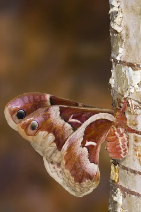 Framed Print : Sammamish, Washington silkmoth from North America, Callosamia promethea - female Framed Print : Sammamish, Washington silkmoth from North America, Callosamia promethea - female