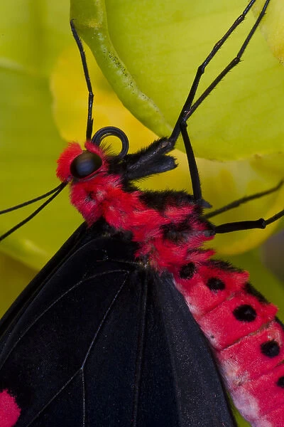 Sammamish Washington Tropical Butterflies photograph of Atrophaneura semperi the
