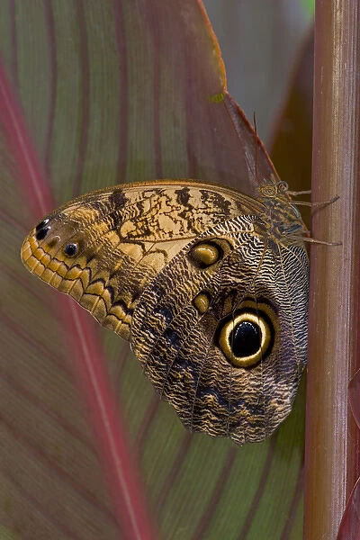 Sammamish Washington Tropical Butterflies photograph of Caligo memnon the Giant Owl