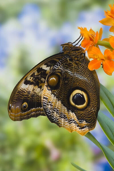 Sammamish Washington Tropical Butterflies photograph of the Magnificent Owl butterfly