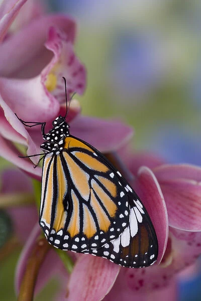 Sammamish Washington Tropical Butterflies photograph of Asian Danaus genutia the