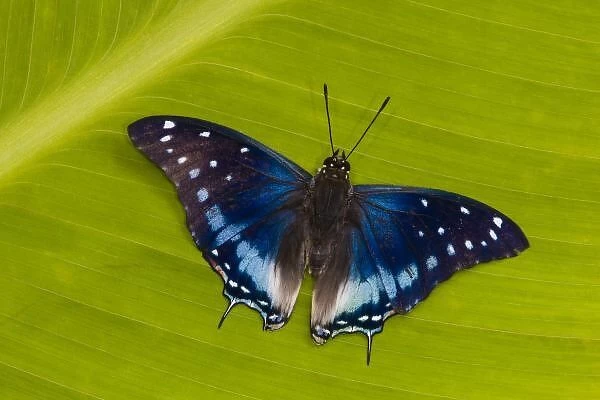 Sammamish Washington Tropical Butterflies photograph of Charaxes etesipe the Savannah