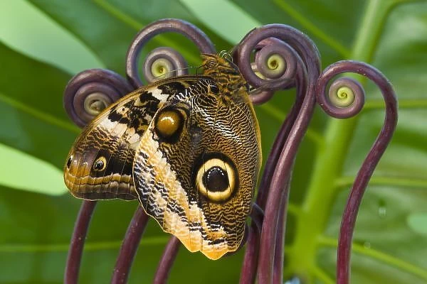 Sammamish Washington Tropical Butterflies photograph of the Magnificent Owl butterfly