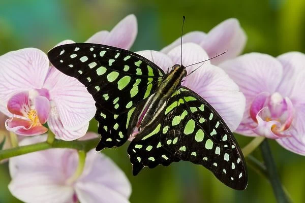 Sammamish Washington Tropical Butterflies photograph the Tailed Jay Butterfly, Graphium