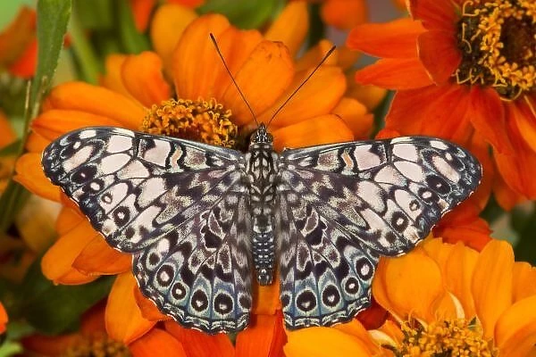 Sammamish Washington Tropical Butterflies photograph of Hamadryas feronia the Grey