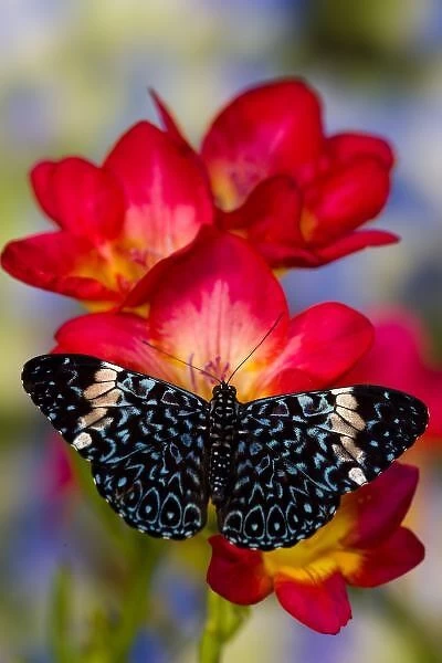 Sammamish Washington Tropical Butterflies photograph Hamadryas arinome the Starry