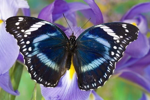Sammamish Washington Tropical Butterflies photograph of Hypolimnas antevorta the