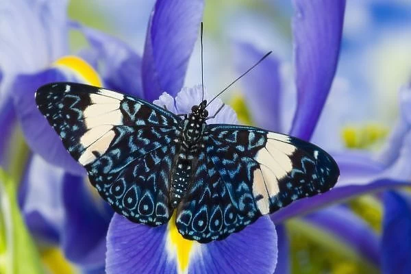 Sammamish Washington Tropical Butterflies photograph Hamadryas arinome the Starry Night Butterfly
