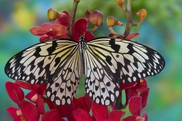 Sammamish Washington Tropical Butterflies photograph of Idea leuconoe the Paper Kite