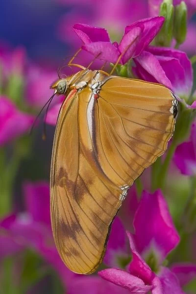 Sammamish Washington Tropical Butterflies photograph of Dryas Julia the Julia Butterfly