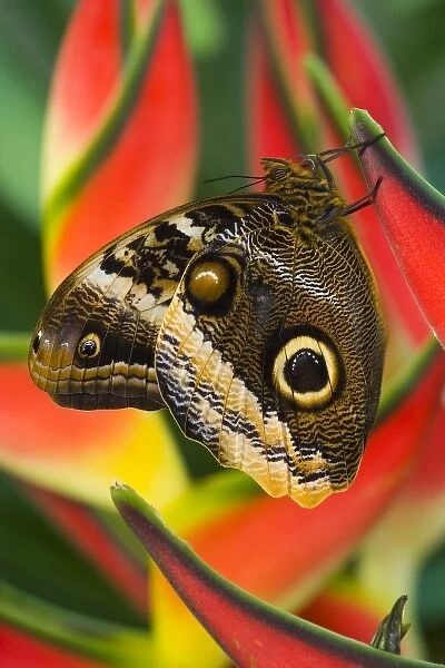 Sammamish Washington Tropical Butterflies photograph of the iaMagnificent Owl butterfly