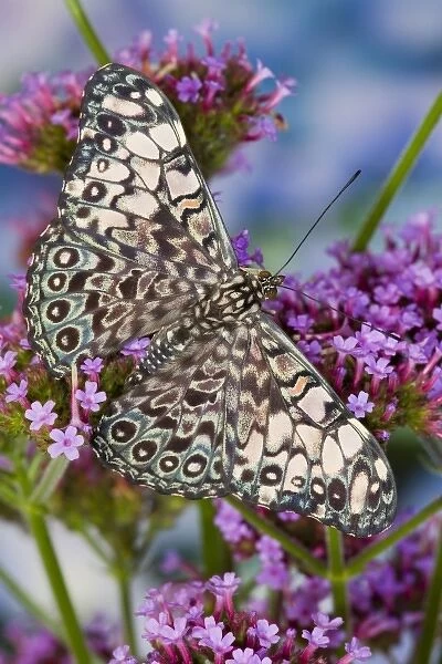 Sammamish Washington Tropical Butterflies photograph of Hamadryas feronia the Grey