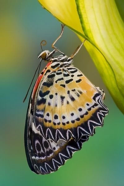 Sammamish Washington Tropical Butterflies photograph of Leopard Lacewing butterfly