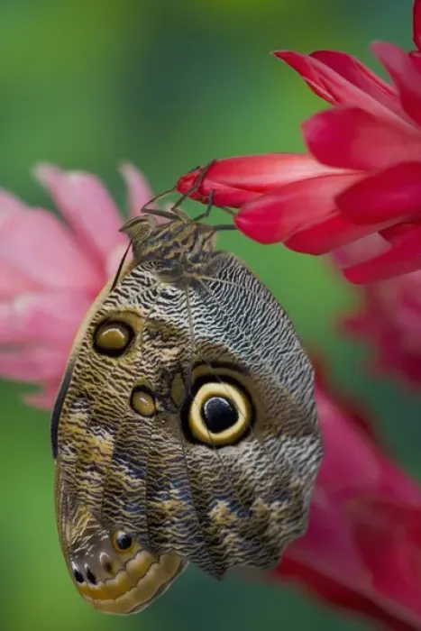 Framed Print : Sammamish Washington Tropical Butterflies photograph of Caligo memnon the Giant Owl Framed Print : Sammamish Washington Tropical Butterflies photograph of Caligo memnon the Giant Owl