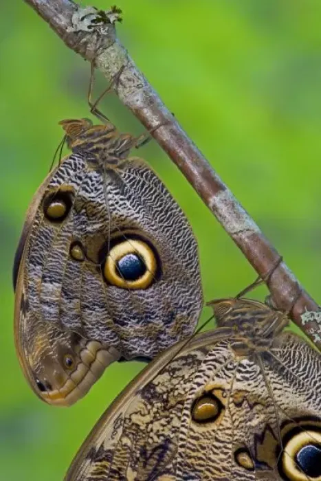 Framed Print : Sammamish Washington Tropical Butterflies photograph of Caligo memnon the Giant Owl