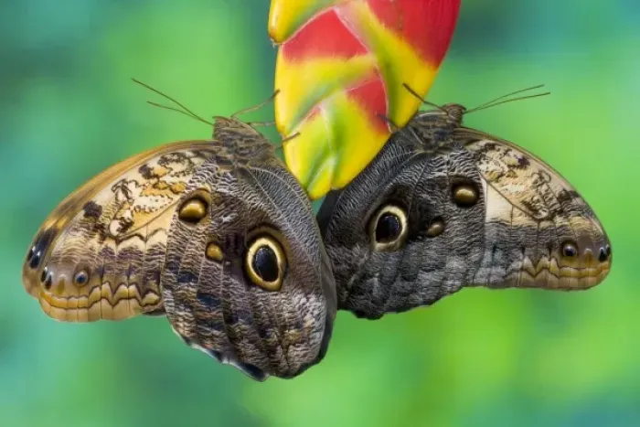 Framed Print : Sammamish Washington Tropical Butterflies photograph of Caligo memnon the Giant Owl Framed Print : Sammamish Washington Tropical Butterflies photograph of Caligo memnon the Giant Owl