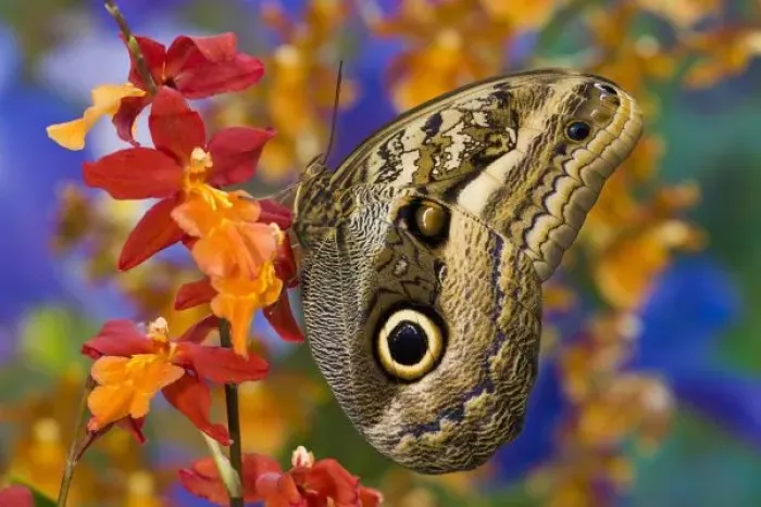 Framed Print : Sammamish Washington Tropical Butterflies photograph Caligo oileus the Brown Owl