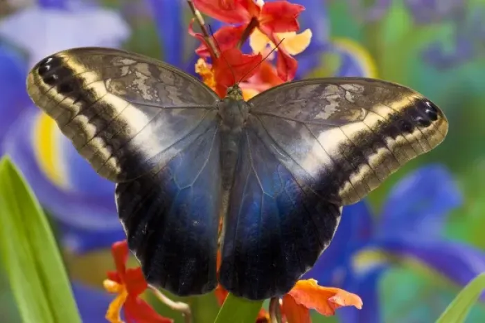 Framed Print : Sammamish Washington Tropical Butterflies photograph Caligo oileus the Brown Owl