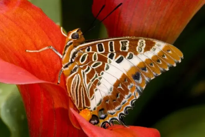 Framed Print : Sammamish Washington Tropical Butterflies photograph of Charaxes brutus the White-barred Framed Print : Sammamish Washington Tropical Butterflies photograph of Charaxes brutus the White-barred