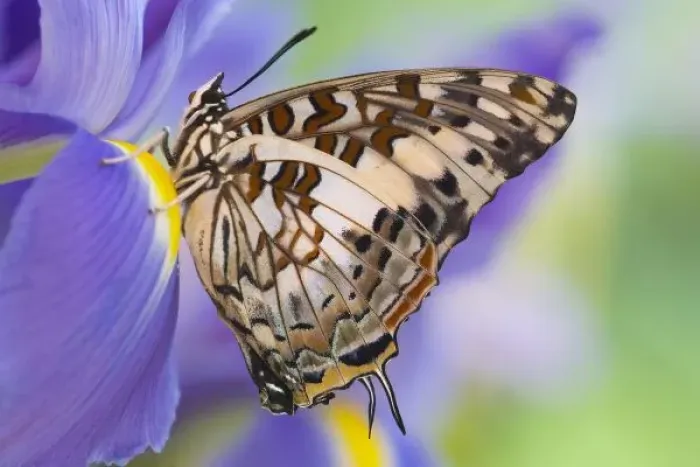 Framed Print : Sammamish Washington Tropical Butterflies photograph of Charaxes etesipe the Savannah Framed Print : Sammamish Washington Tropical Butterflies photograph of Charaxes etesipe the Savannah