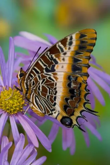Framed Print : Sammamish Washington Tropical Butterflies photograph of Charaxes pollux the Black-bordered