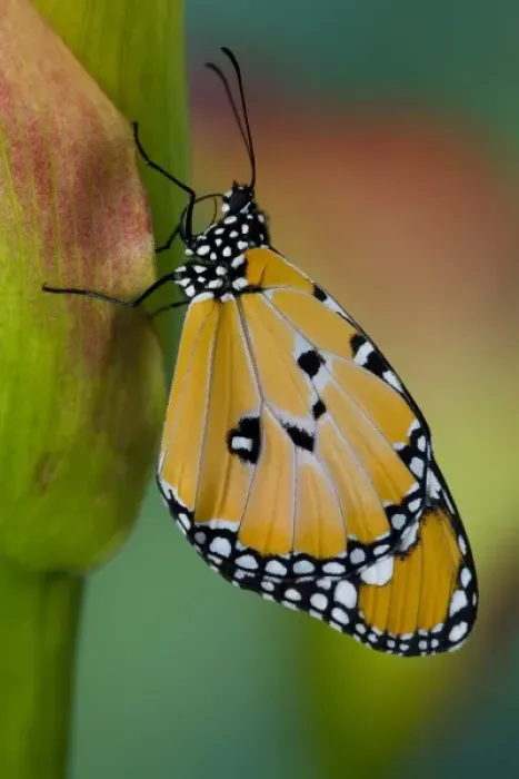 Framed Print : Sammamish Washington Tropical Butterflies photograph of Danaus chrysippus the Common Framed Print : Sammamish Washington Tropical Butterflies photograph of Danaus chrysippus the Common