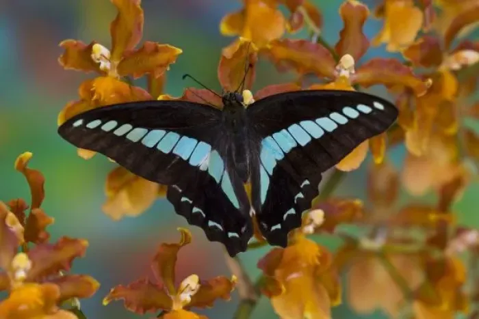 Framed Print : Sammamish Washington Tropical Butterflies photograph of Graphium doson the Common