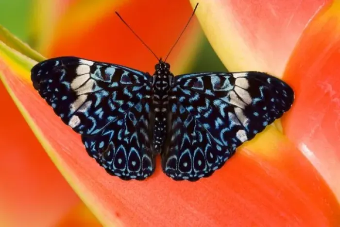 Framed Print : Sammamish Washington Tropical Butterflies photograph Hamadryas arinome the Starry Framed Print : Sammamish Washington Tropical Butterflies photograph Hamadryas arinome the Starry