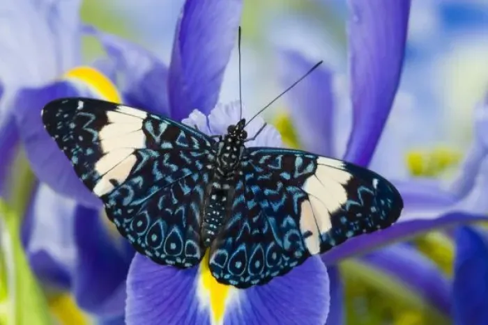 Framed Print : Sammamish Washington Tropical Butterflies photograph Hamadryas arinome the Starry Night Butterfly Framed Print : Sammamish Washington Tropical Butterflies photograph Hamadryas arinome the Starry Night Butterfly