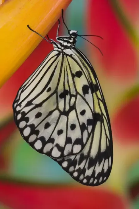 Framed Print : Sammamish Washington Tropical Butterflies photograph of Idea leuconoe the Paper Kite Framed Print : Sammamish Washington Tropical Butterflies photograph of Idea leuconoe the Paper Kite