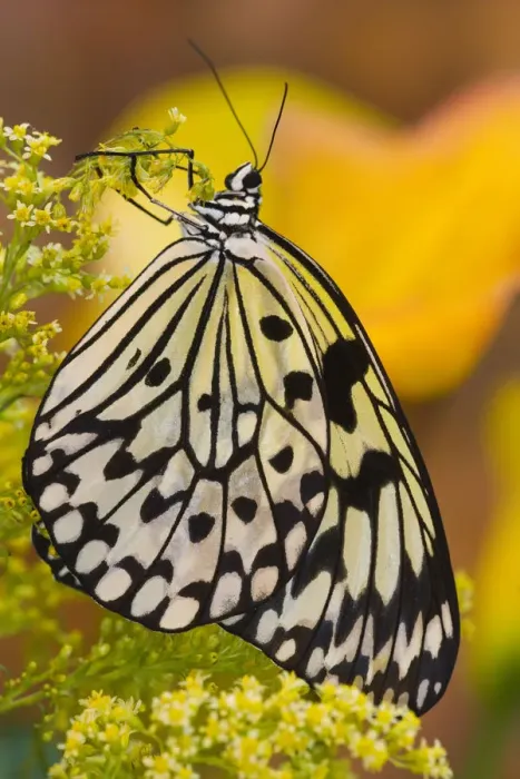 Framed Print : Sammamish Washington Tropical Butterflies photograph of Idea leuconoe the Paper Kite Framed Print : Sammamish Washington Tropical Butterflies photograph of Idea leuconoe the Paper Kite