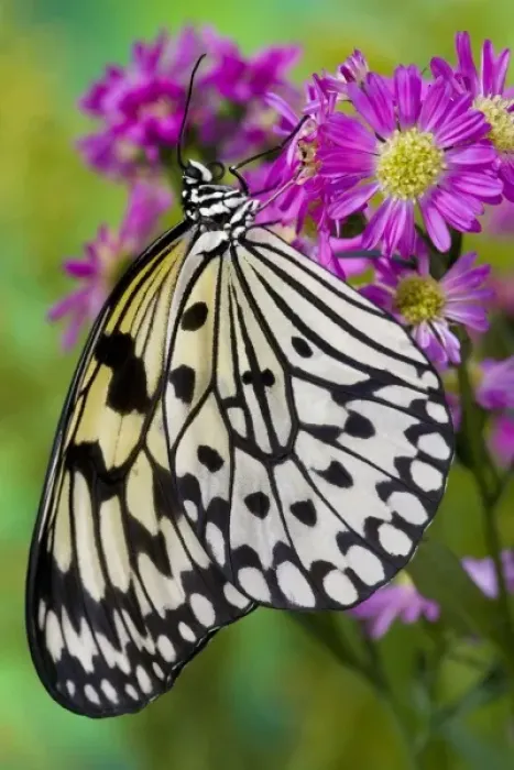 Framed Print : Sammamish Washington Tropical Butterflies photograph of Idea leuconoe the Paper Kite Framed Print : Sammamish Washington Tropical Butterflies photograph of Idea leuconoe the Paper Kite