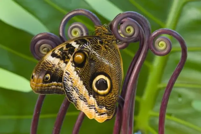 Framed Print : Sammamish Washington Tropical Butterflies photograph of the Magnificent Owl butterfly Framed Print : Sammamish Washington Tropical Butterflies photograph of the Magnificent Owl butterfly