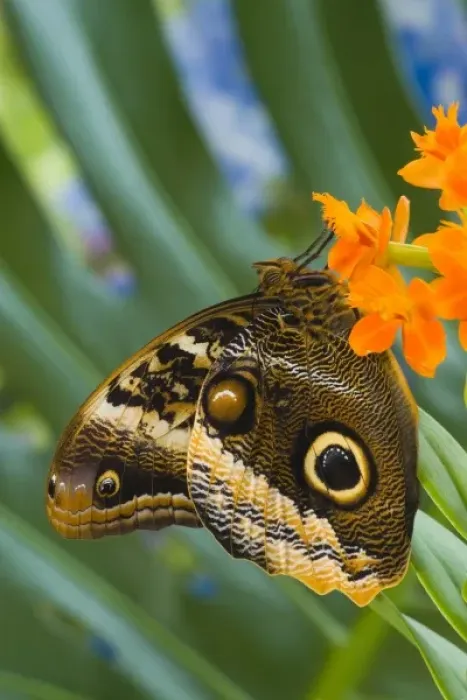 Framed Print : Sammamish Washington Tropical Butterflies photograph of the Magnificent Owl butterfly Framed Print : Sammamish Washington Tropical Butterflies photograph of the Magnificent Owl butterfly