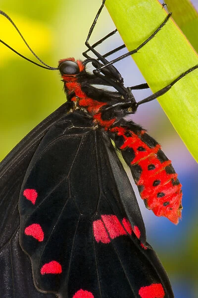 Sammamish, Washington Tropical Butterfly Photograph of Pachliota kotzebuea the pink