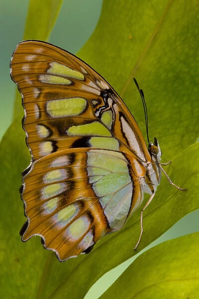 Sammamish, Washington Tropical Butterfly Photograph of Siproeta stelenes the malachite