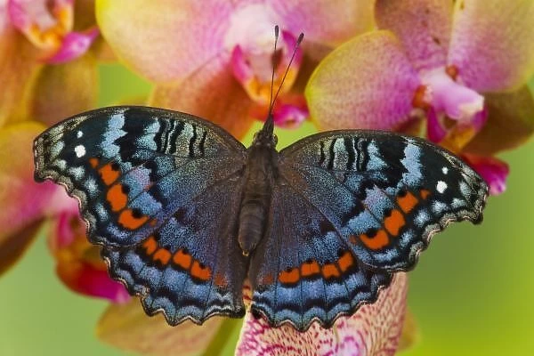 Sammamish Washington Tropical Butterfly photograph of Junonia octavia the Gaudy Commodore