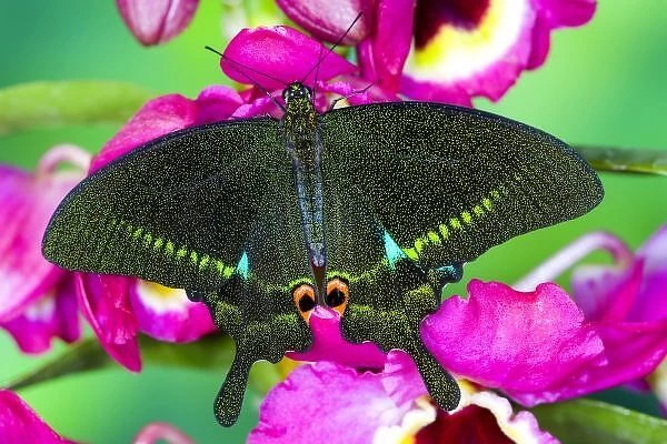 Sammamish, Washington Tropical Butterfly Photograph of Swallowtail Papilio paris