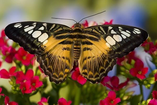 Sammamish, Washington Tropical Butterfly Photograph of Parthenos sylvia philippensis