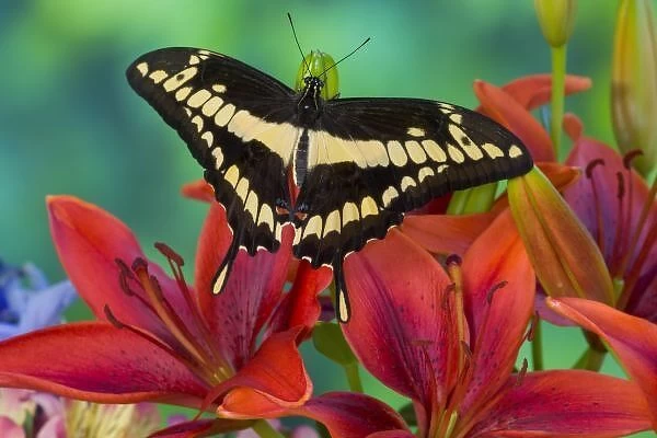 Sammamish, Washington Tropical Butterfly Photograph of Neotropical butterfly Papilio