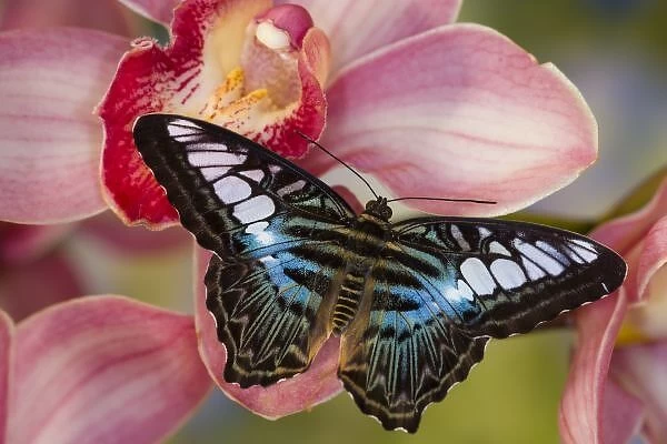 Sammamish, Washington Tropical Butterfly Photograph of Parthenos sylvia lilacinus