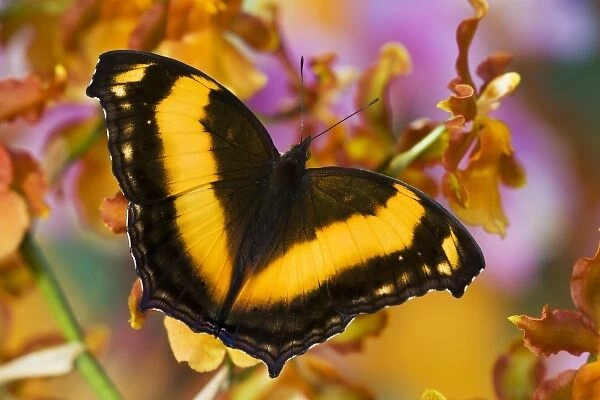 Sammamish, Washington Tropical Butterfly Photograph of Yoma sabina the Lurcher Butterfly