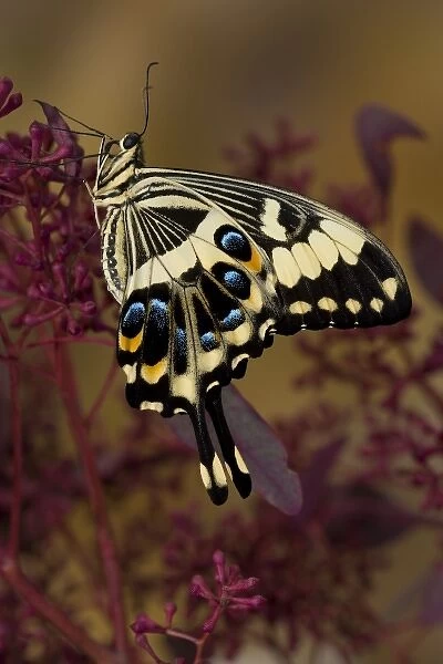 Sammamish, Washington Tropical Butterfly Photograph of Papilio ophidicephalus the